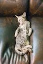 pexels-photo-762986-762986 An adorable tabby cat comfortably sleeping on a brown leather sofa indoors.