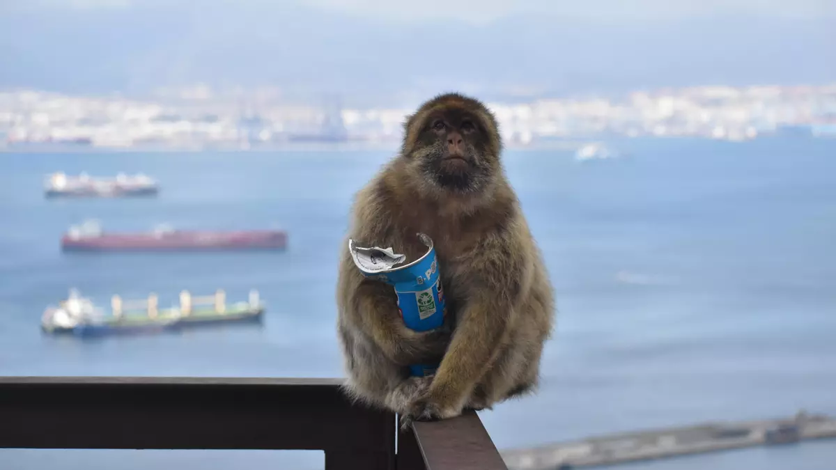 Un macaco del Peñón de Gibraltar comiendo comida arrojada por los turistas. Martin Nicourt/Gibraltar Macaques Project